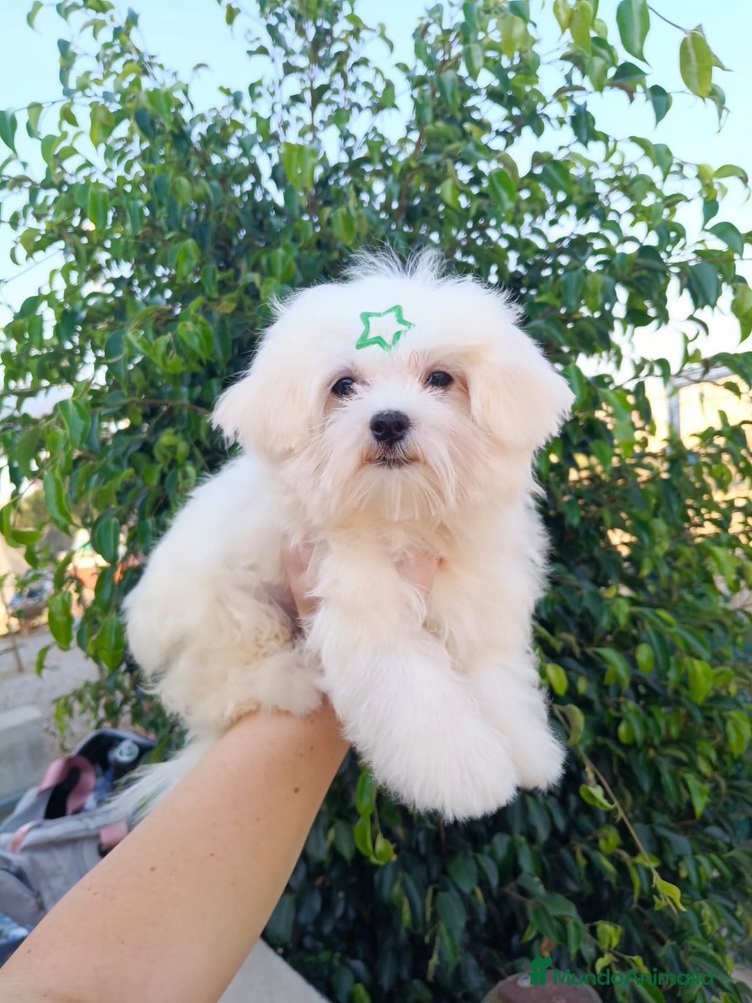 Bichón Maltés perros en venta: Cachorrito bichon maltes  - Imagen 5