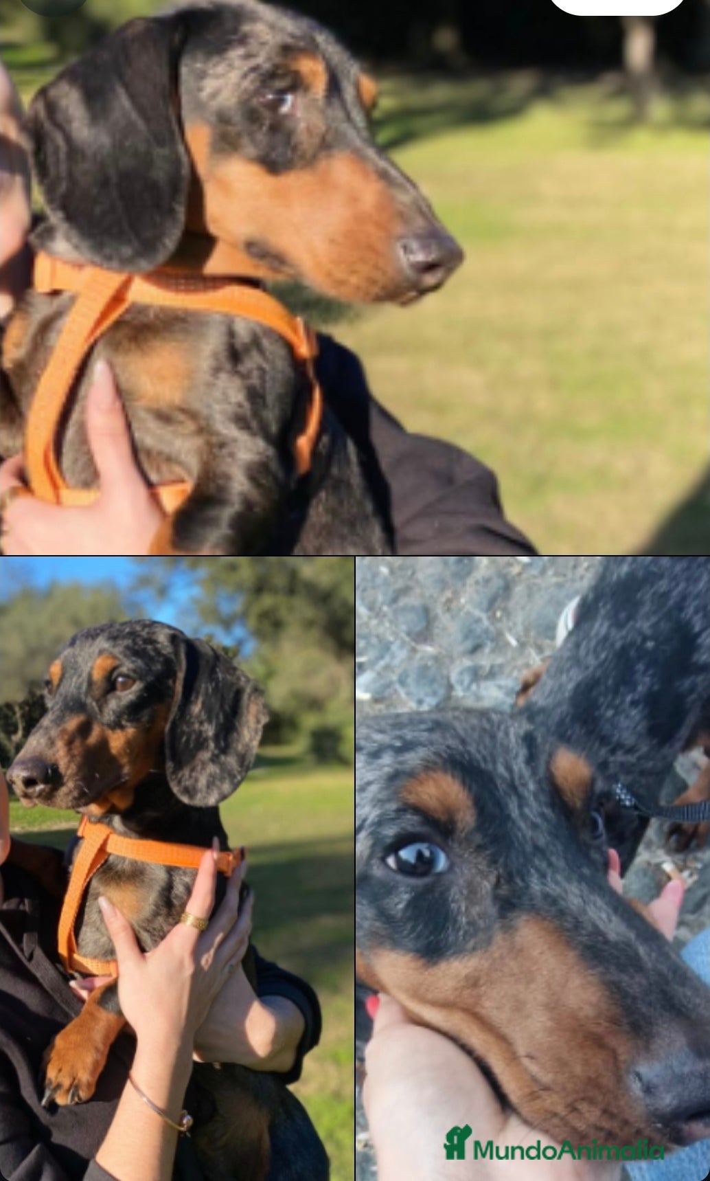 Teckel perros Teckel macho - Anuncio 1