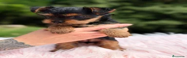 Yorkshire Terrier Cachorro 1