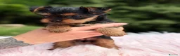 Yorkshire Terrier perros en venta: Yorkshire Toy hembra  - Anuncio 2