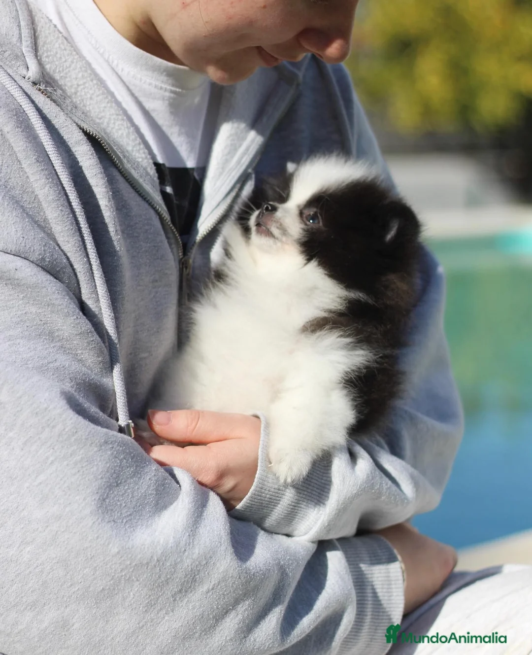 Pomerania perros en venta: Pomerania toy - Anuncio 1