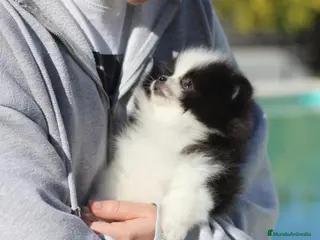 Pomerania perros Pomerania toy - Anuncio 41
