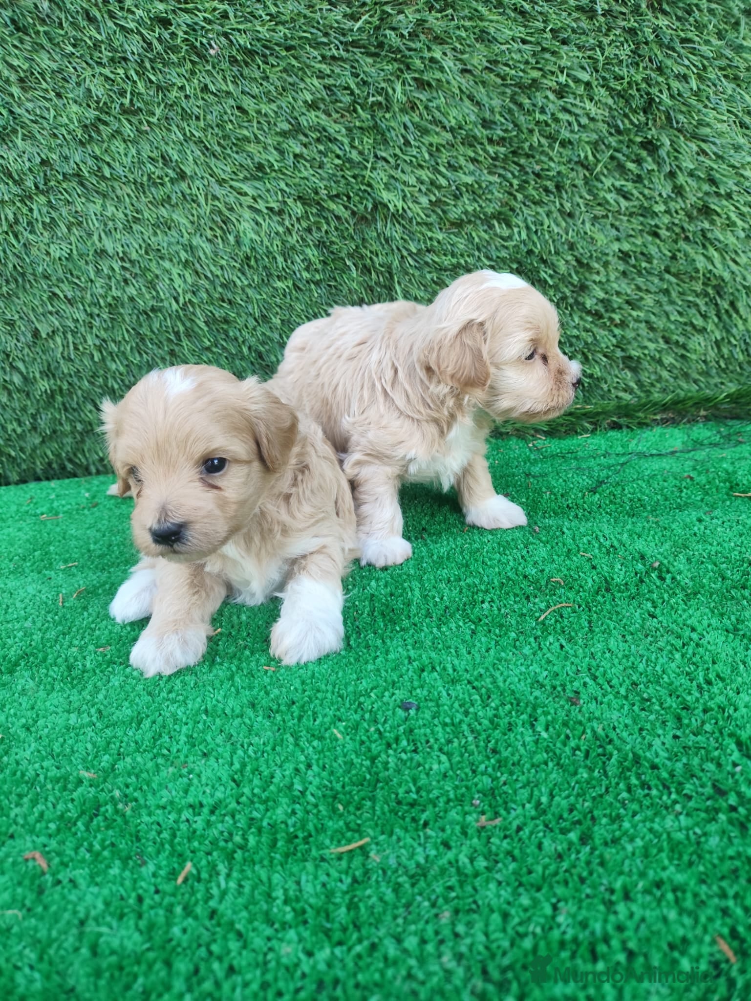 Maltipoo perros en venta: Maltipoo - Anuncio 4