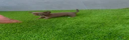 Chihuahua perros en venta: DISPONIBLE CHIHUAHUA MACHO CHOCOLATE  - Anuncio 2
