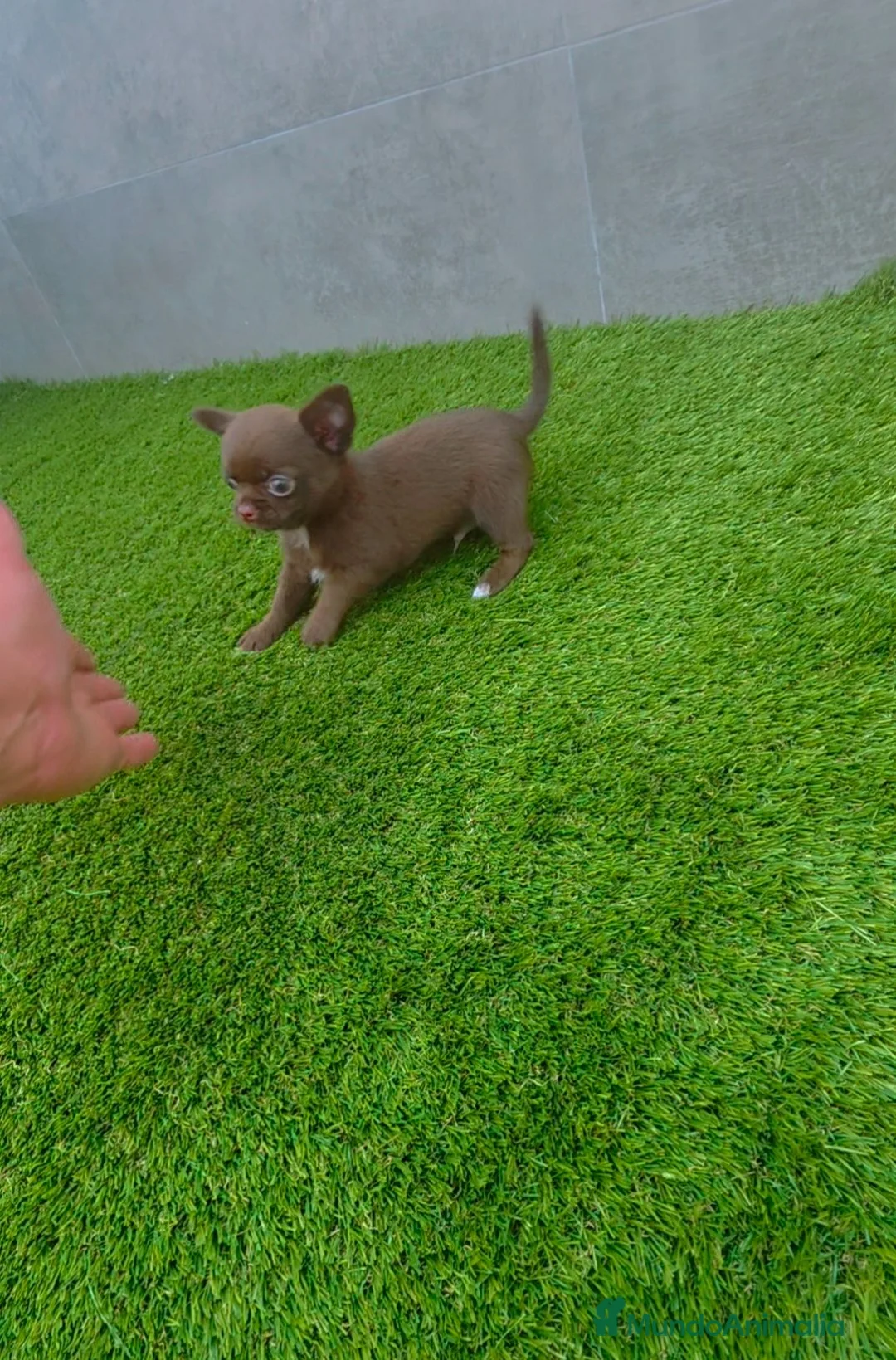 Chihuahua perros en venta: DISPONIBLE CHIHUAHUA MACHO CHOCOLATE  - Anuncio 2