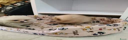 Pomerania perros en venta: Pomerania toy - Anuncio 6