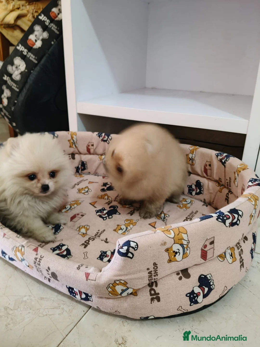 Pomerania perros en venta: Pomerania toy - Anuncio 6