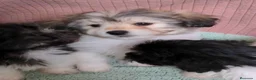 Bichón Habanero perros en venta: Machitos de bichon habanero - Anuncio 16