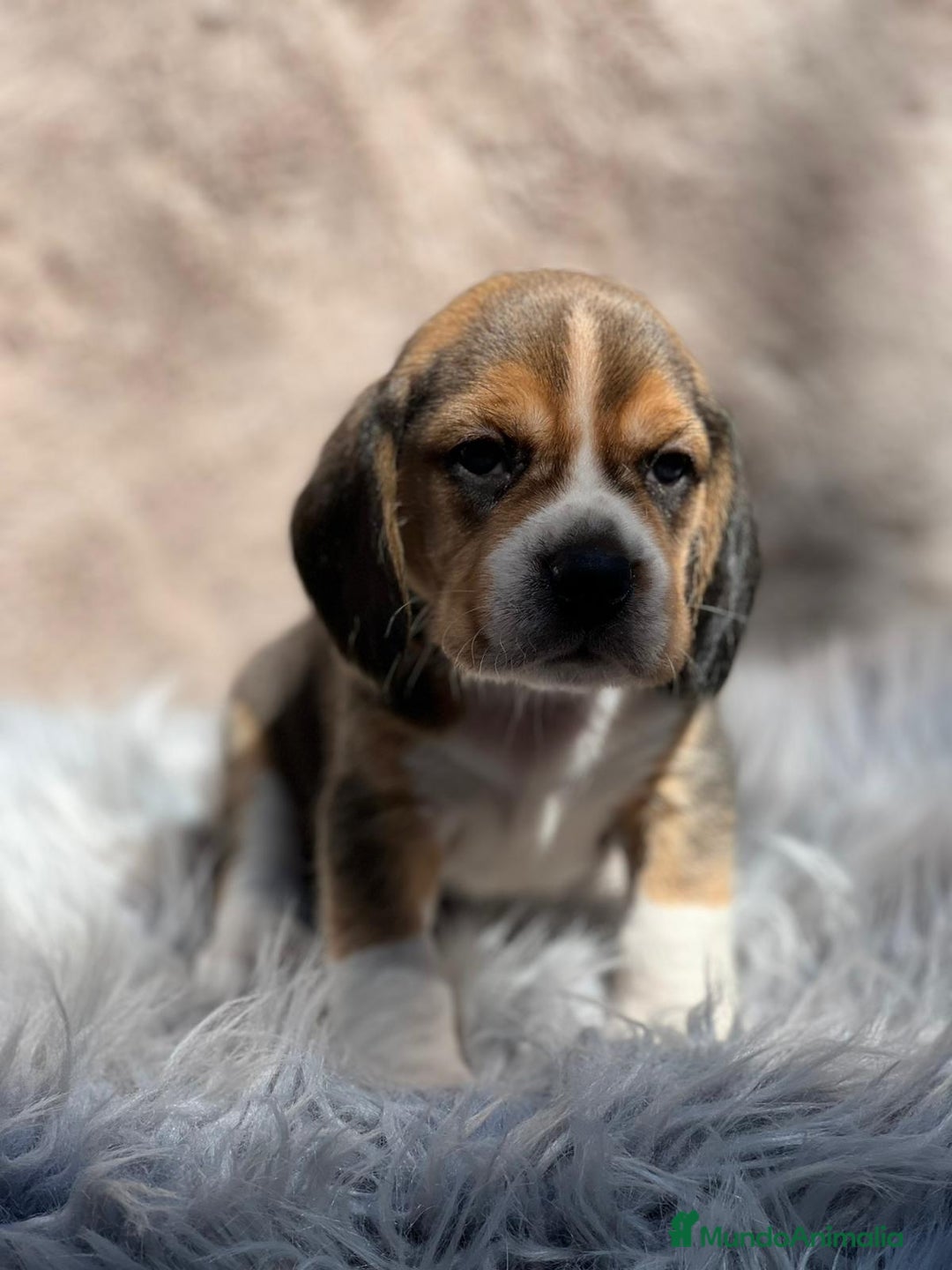 Beagle perros en venta: Beagle tricolor  - Imagen 15