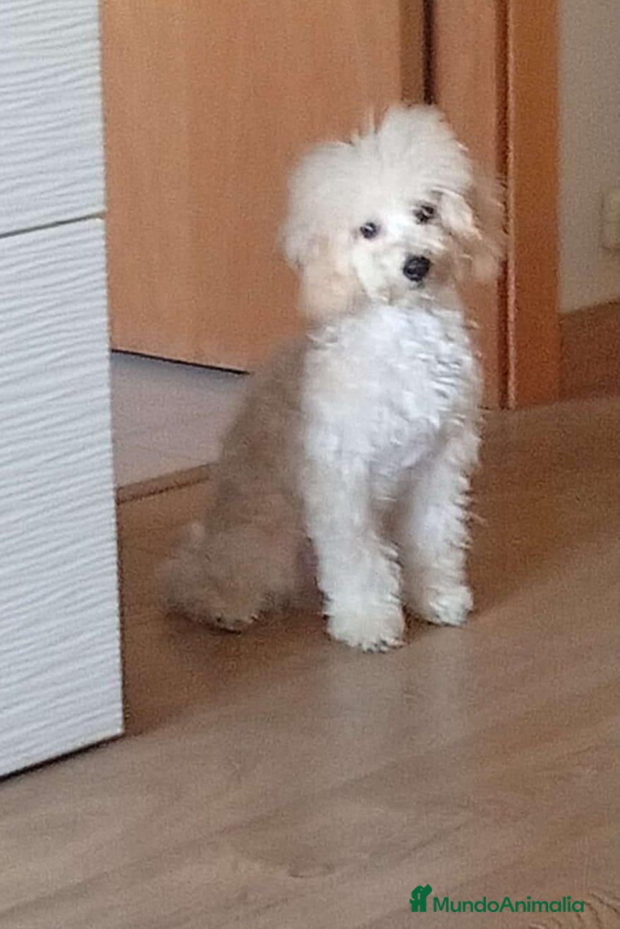 Caniche Toy perros Precioso caniche blanco - Anuncio 1