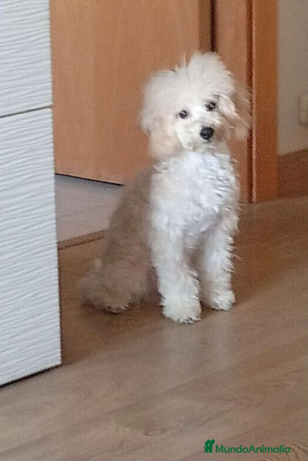 Caniche Toy perros en venta: Precioso caniche blanco - Anuncio 1