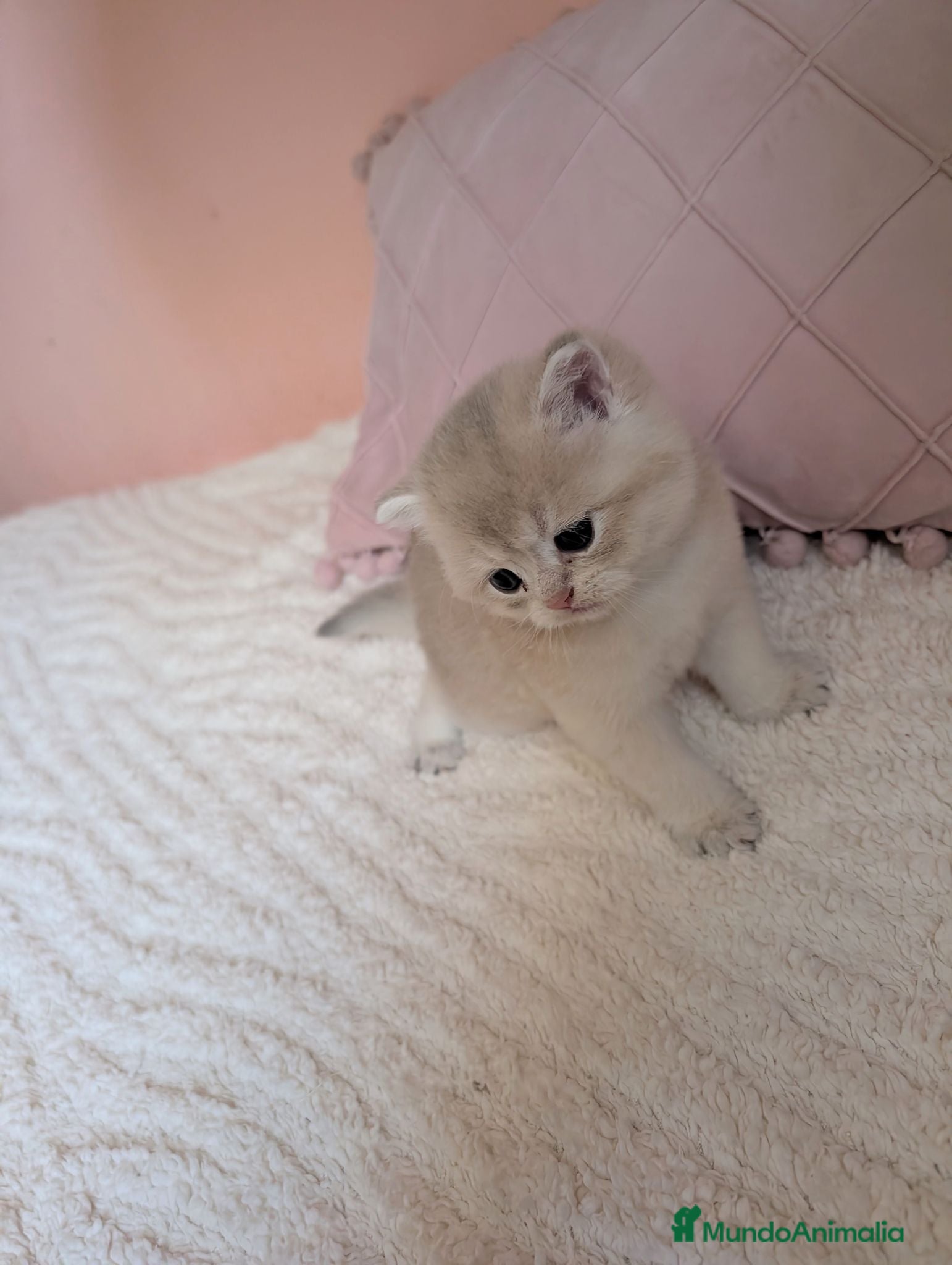 Británico de Pelo Corto gatos Gatito British golden shorthair pura raza - Anuncio 2