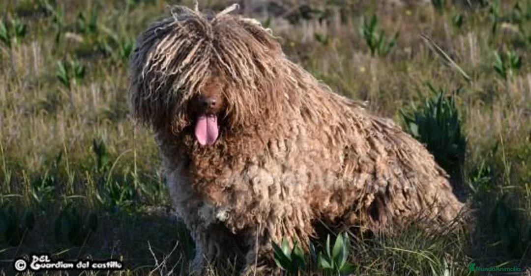 Imagen de galería {{count}}