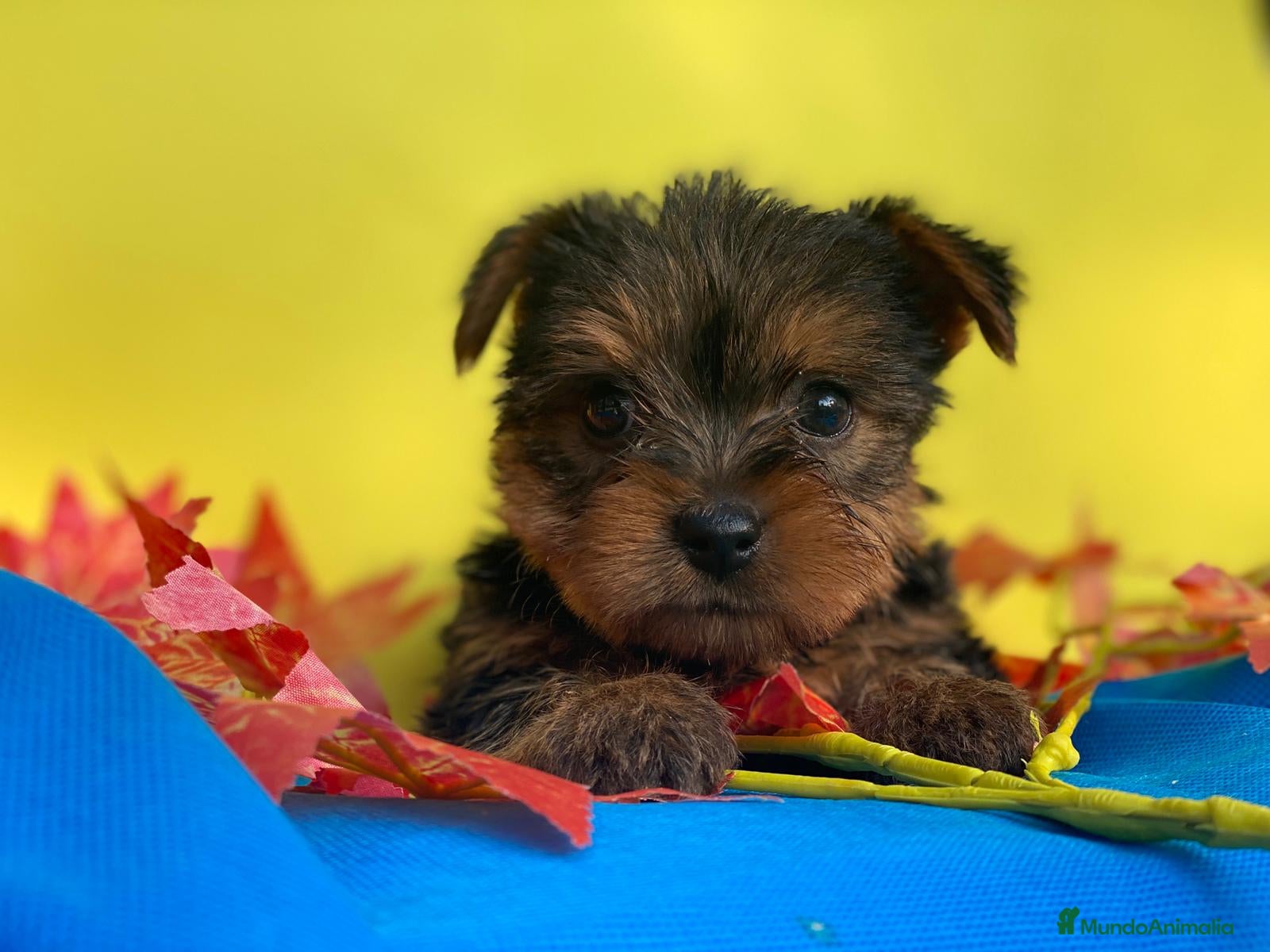 Yorkshire Terrier perros Yorkshire toy - Anuncio 2