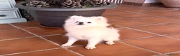 Pomerania perros en venta: Pomerania hembra tamaña pequeñito!! - Anuncio 4