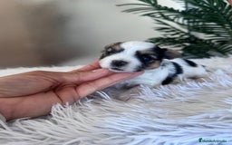 Yorkshire Terrier perros en venta: YORKSHIRE BIEWER HEMBRA - Anuncio 2