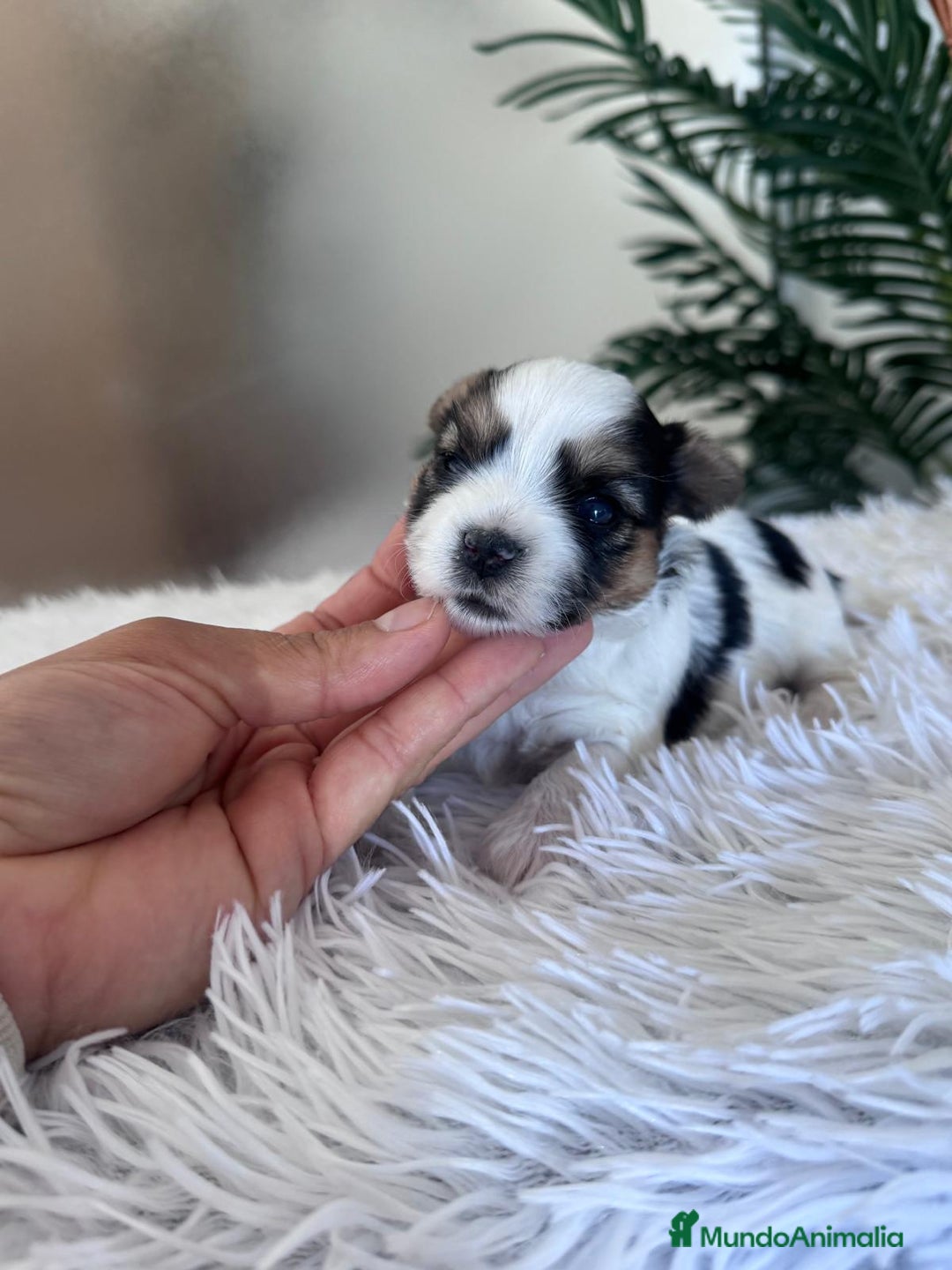 Yorkshire Terrier perros en venta: YORKSHIRE BIEWER HEMBRA - Anuncio 2