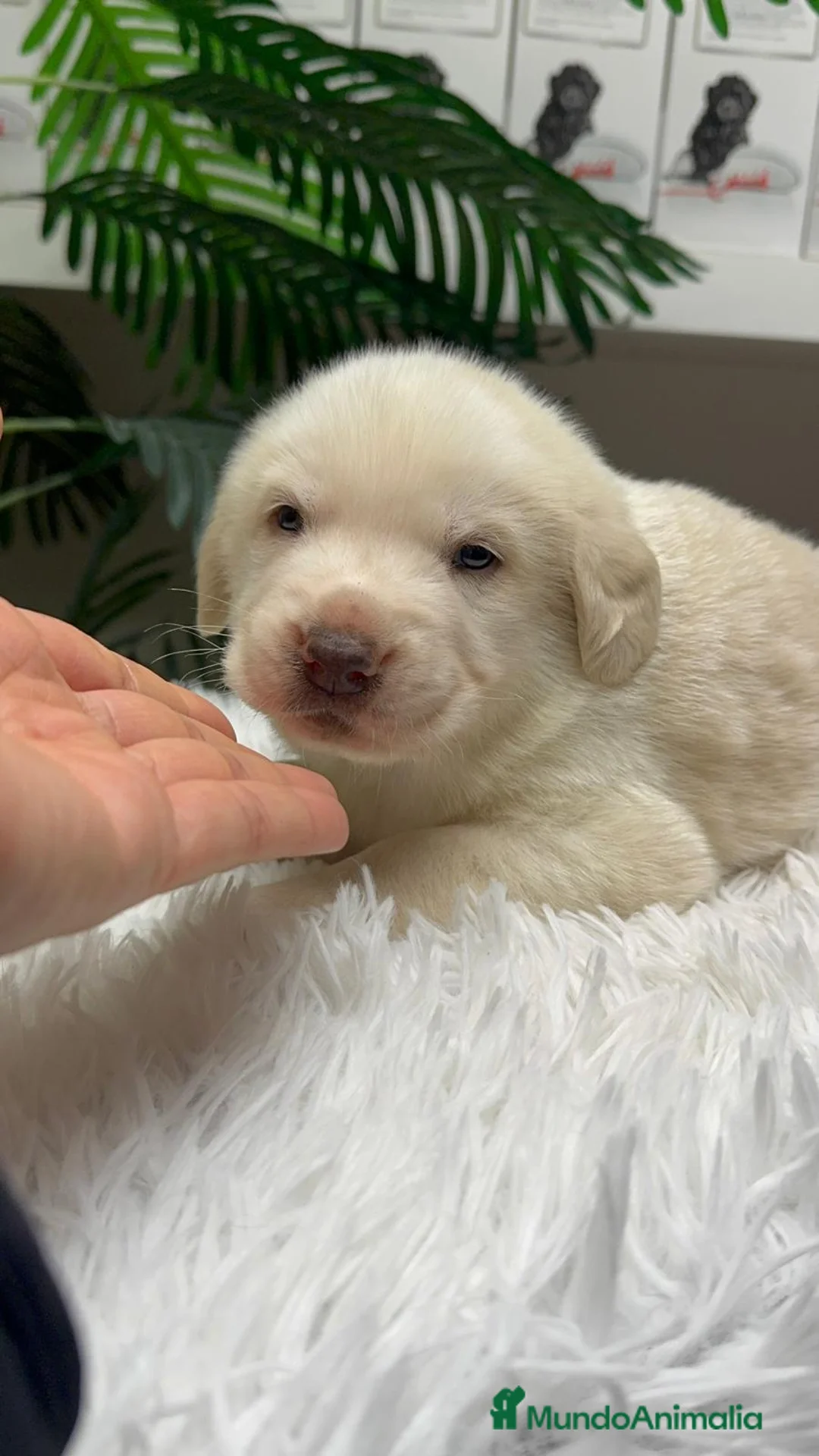 Mastín Español perros en venta: MASTIN ESPAÑOL - Anuncio 7