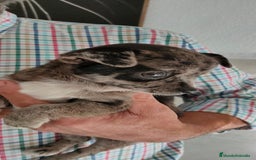 Chihuahua perros en venta: Chihuahua macho merle - Imagen 5