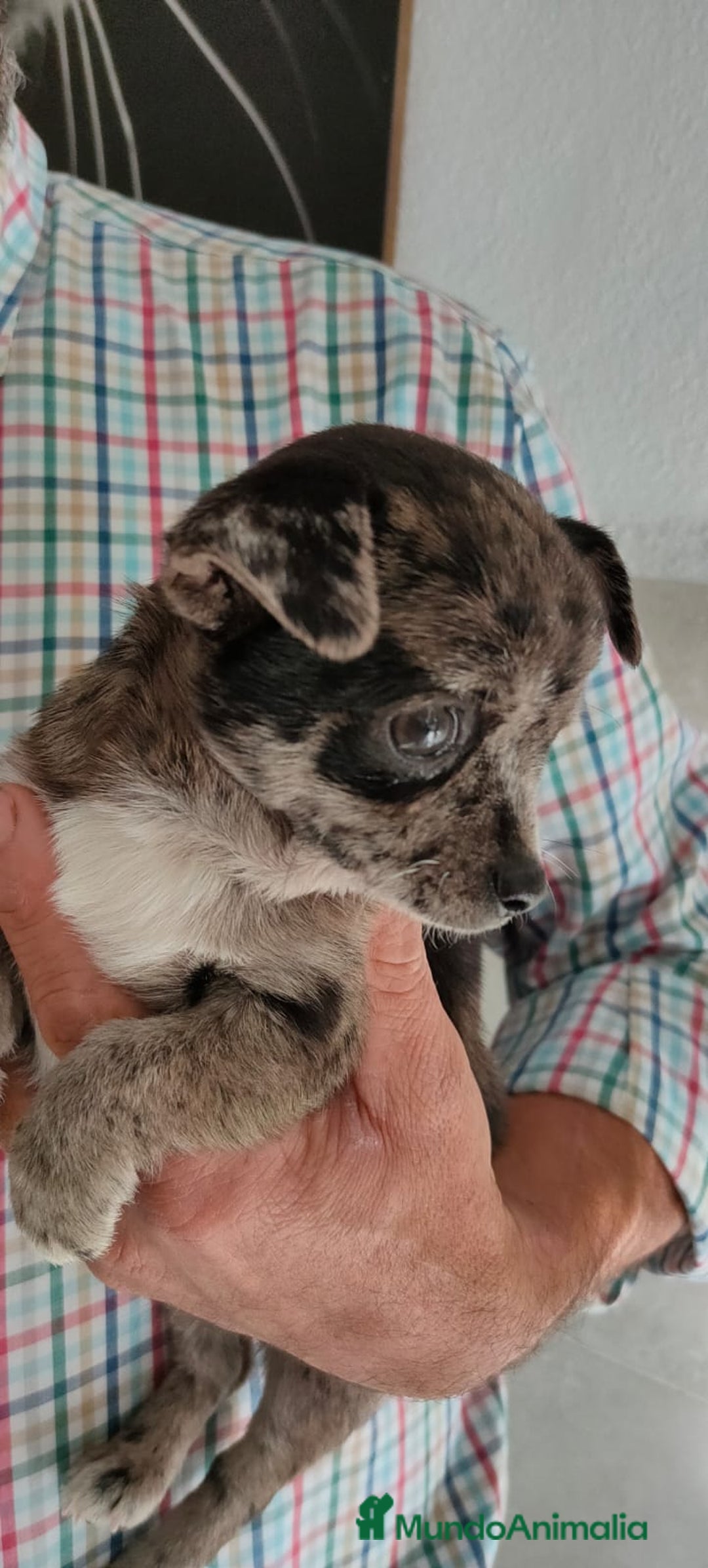 Chihuahua perros en venta: Chihuahua macho merle - Imagen 5
