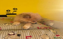 Pomerania perros en venta: Pomerania machos - Imagen 9