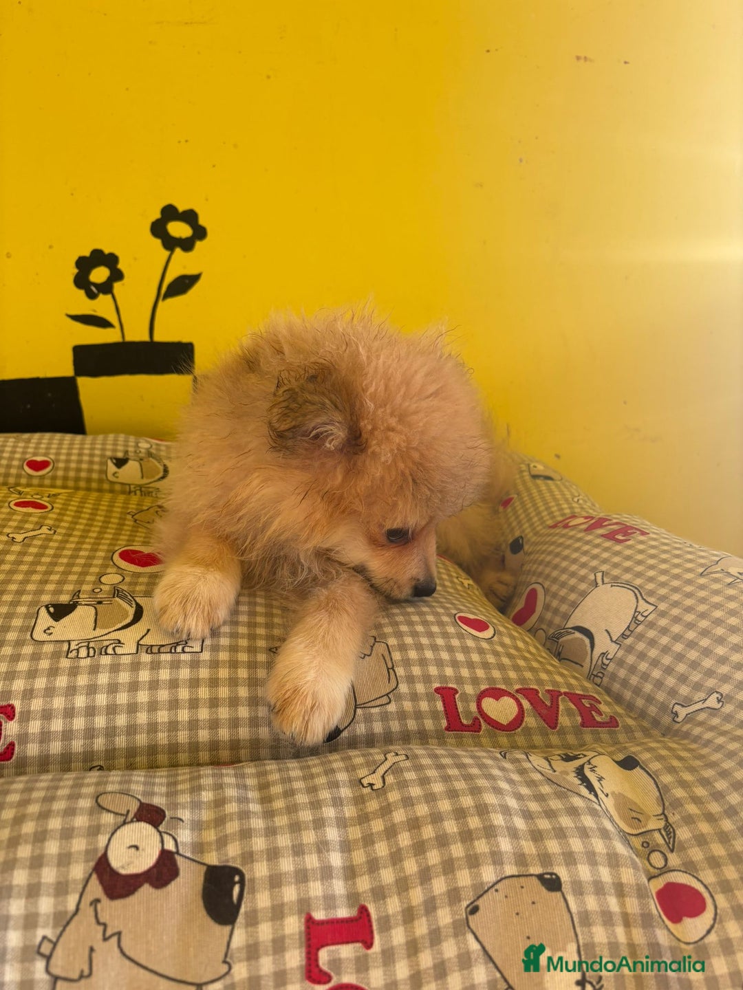 Pomerania perros en venta: Pomerania machos - Imagen 9