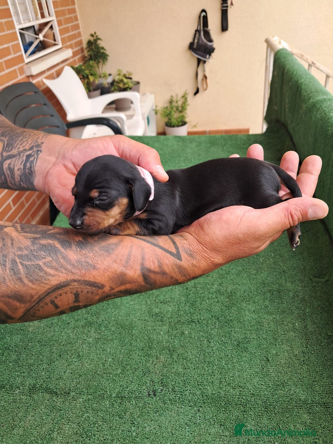 Teckel Miniatura perros en venta: Teckel Miniatura  - Imagen 19