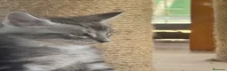 Maine Coon gatos en venta: Preciosa camada de cachorros Maine coon  - Anuncio 9