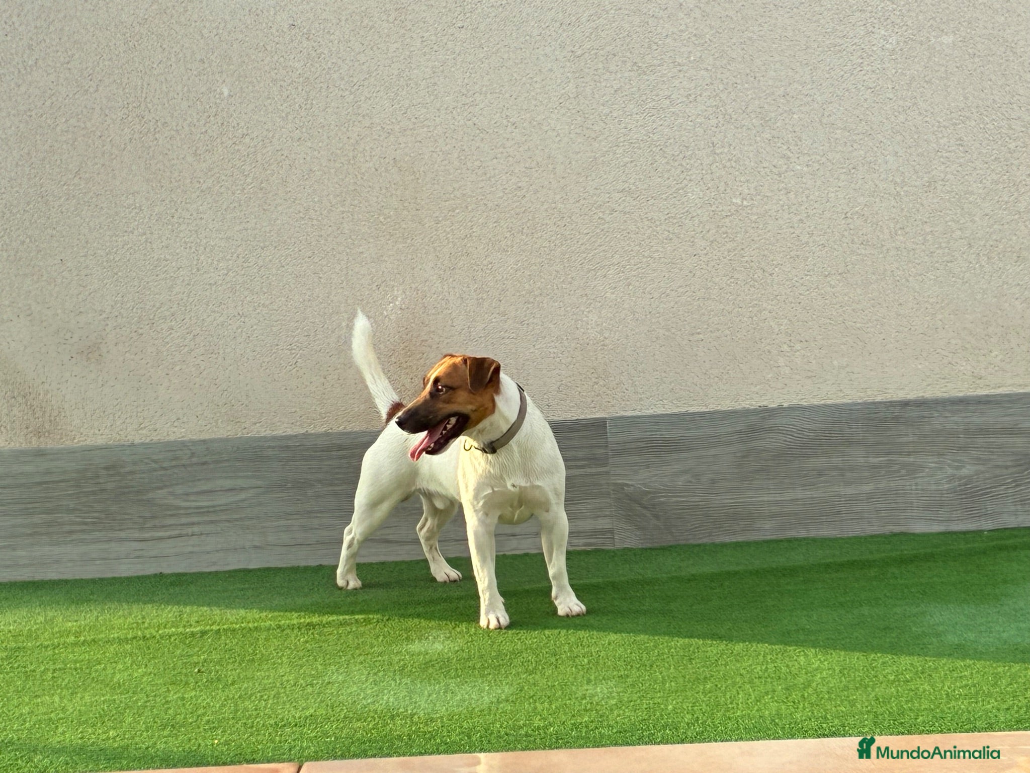 Jack Russell Terrier perros Jack russell terrier  - Anuncio 35