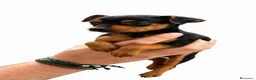 Ratón de Praga perros en venta: Ratón de Praga  - Anuncio 1