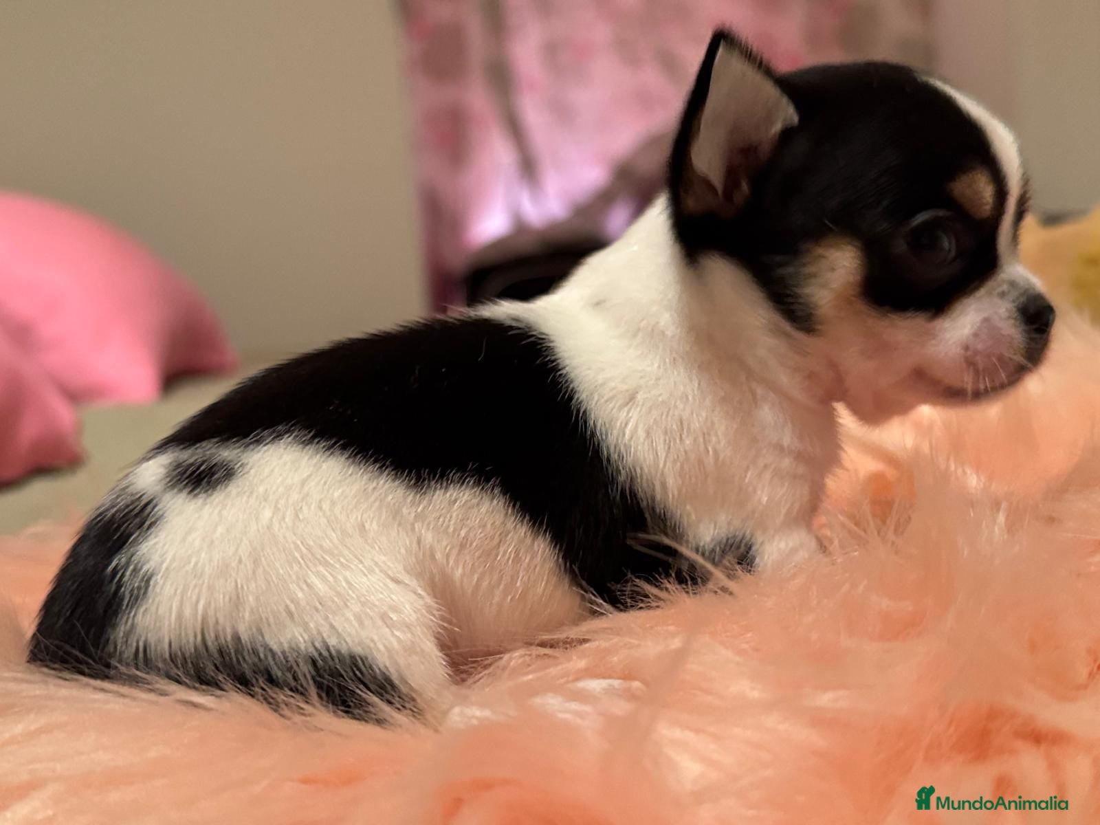 Chihuahua perros CHIHUAHUAS MINI TOYS - Anuncio 2