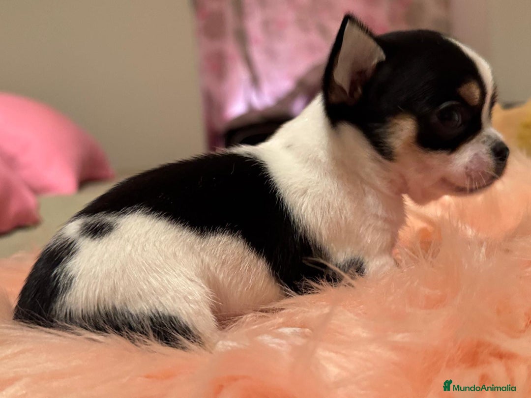 Chihuahua perros en venta: CHIHUAHUAS MINI TOYS - Imagen 2