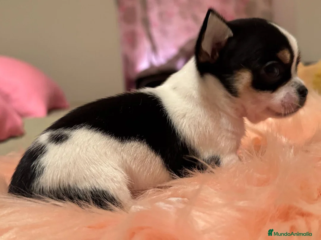 Chihuahua perros en venta: CHIHUAHUAS MINI TOYS - Anuncio 2