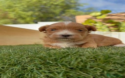 Maltipoo perros en venta: MALTIPOO - Imagen 20