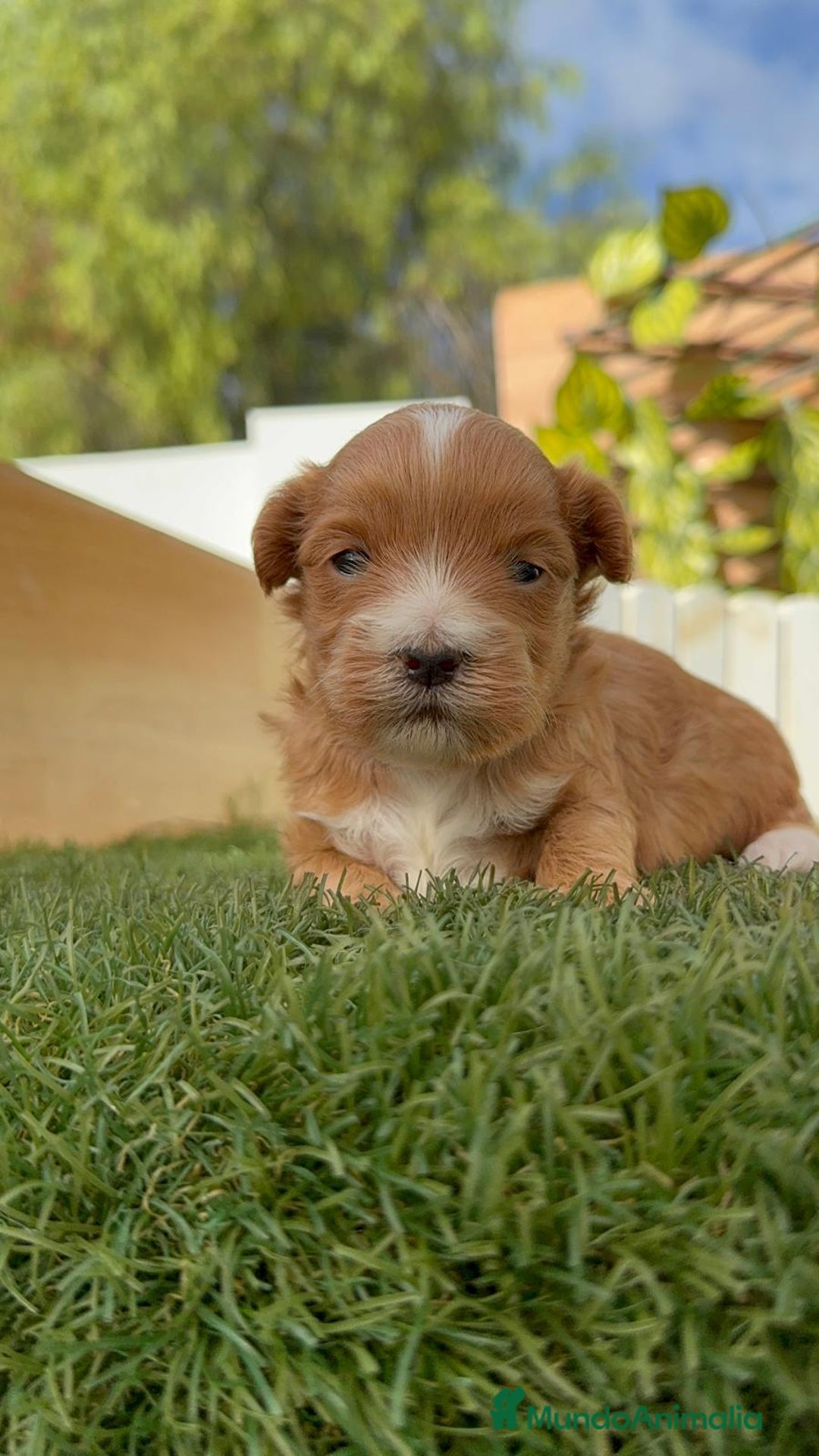 Maltipoo perros en venta: MALTIPOO - Imagen 20