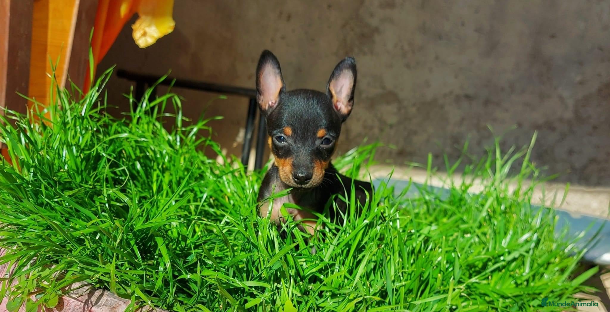 Pinscher Miniatura perros Puppy pinscher miniatura  en Ciudad Real - Anuncio 27