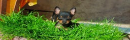 Pinscher Miniatura perros en venta: Puppy pinscher miniatura  en Ciudad Real - Anuncio 1