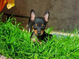 Pinscher Miniatura perros en Ciudad Real - Anuncio 34