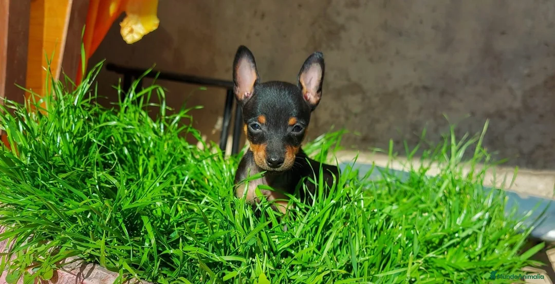 Pinscher Miniatura perros en venta: Puppy pinscher miniatura  en Ciudad Real - Anuncio 1