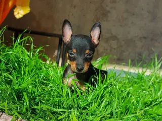 Pinscher Miniatura perros Puppy pinscher miniatura en Ciudad Real - Anuncio 18