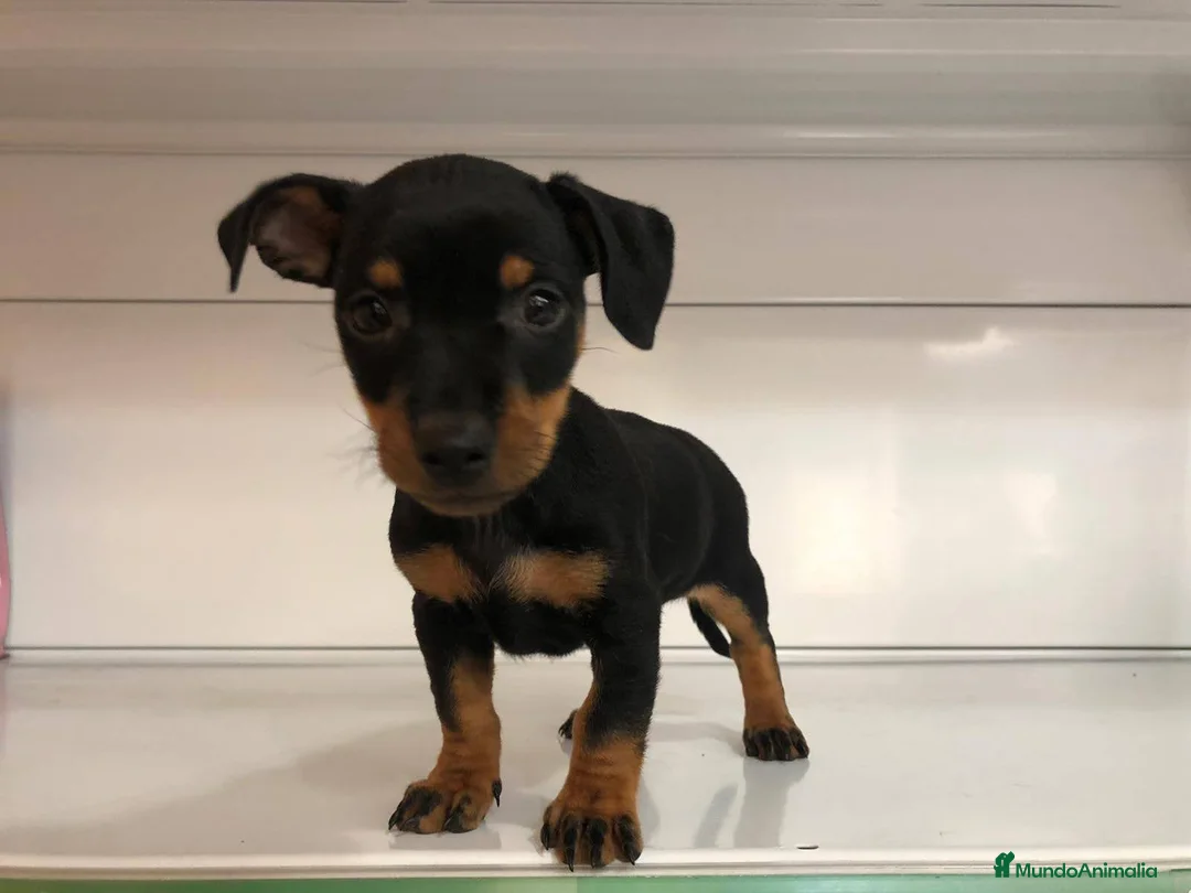 Pinscher Miniatura perros en venta: Pincher miniatura  - Anuncio 2