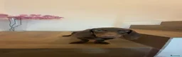 Teckel Miniatura perros en venta: Oportunidad Teckel  - Anuncio 3