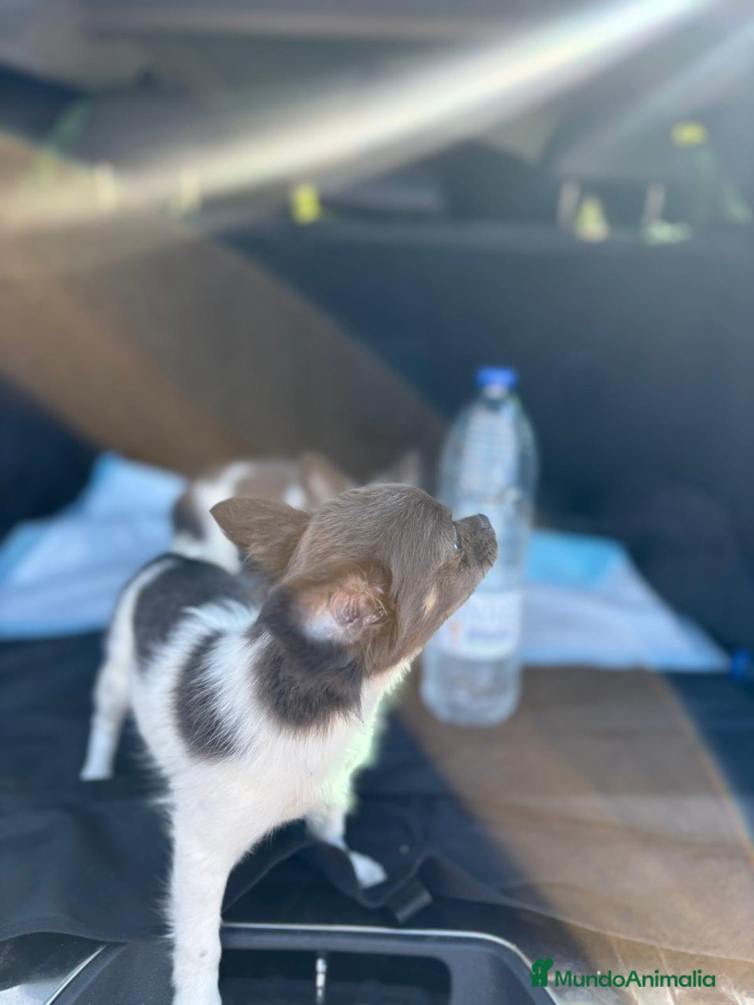 Chihuahua perros en venta: Chihuahuas pelo largo blanco blue - Imagen 2