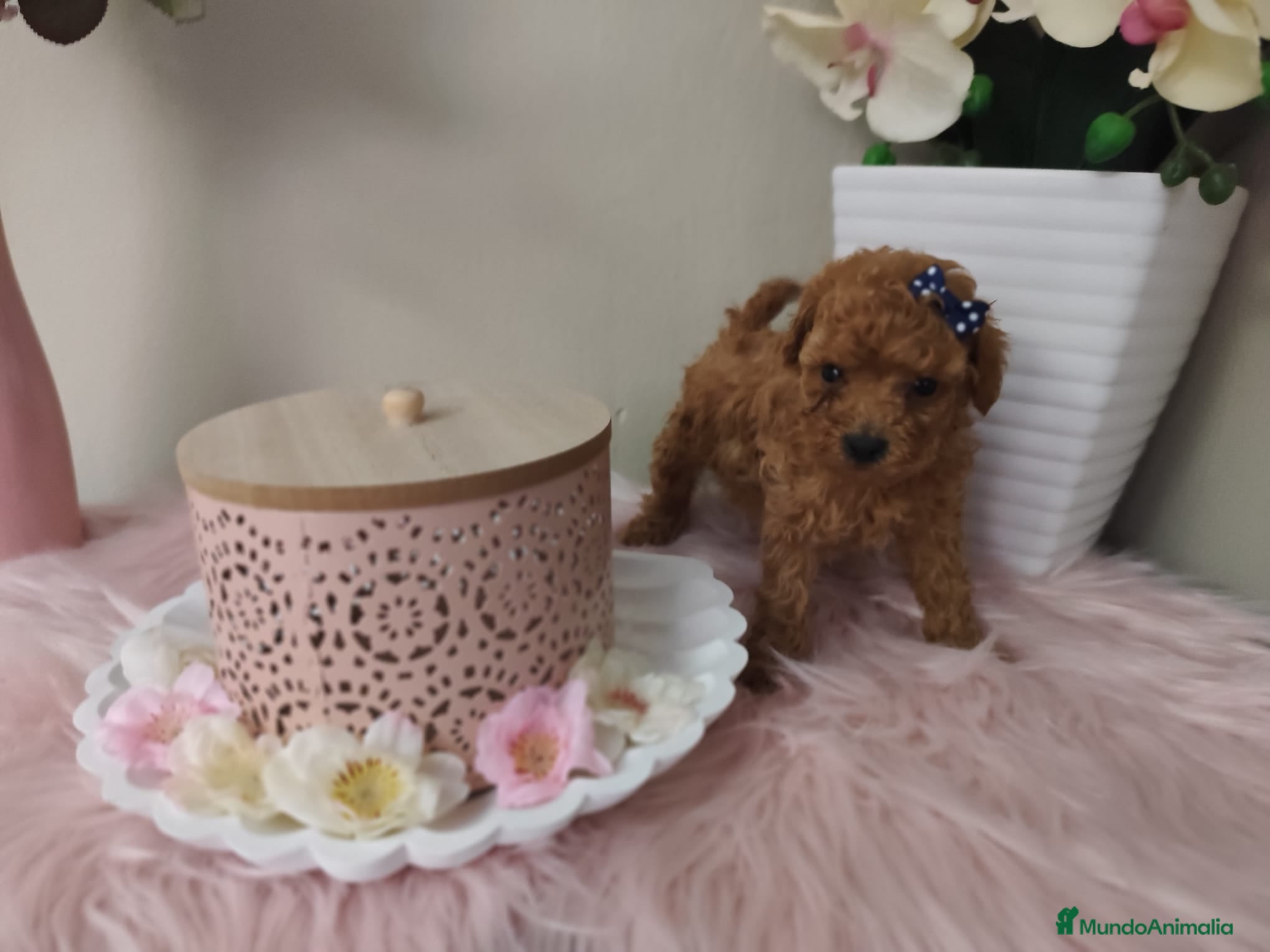 Caniche Toy perros Caniche tácita de te  - Anuncio 27