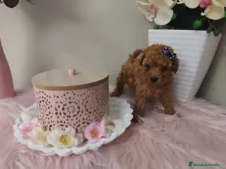 Caniche Toy perros Caniche tácita de te - Anuncio 27