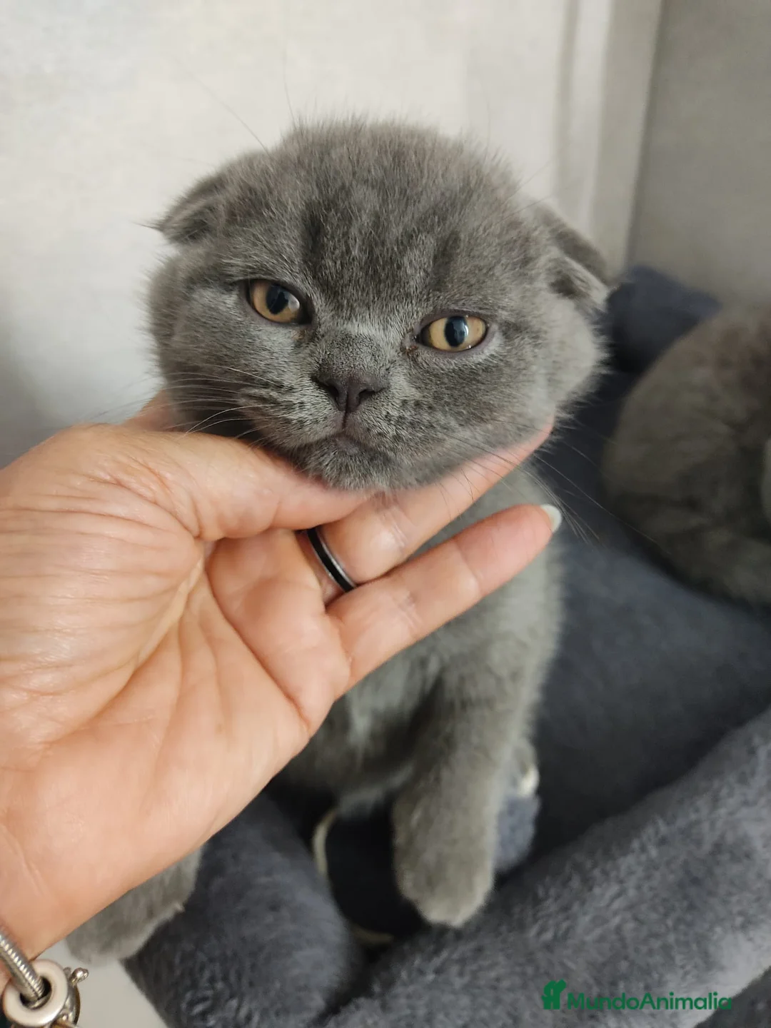 Scottish Fold gatos en venta: Scottish fold - Anuncio 2