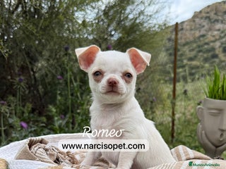 Chihuahua perros - Anuncio 23