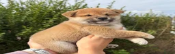 Shiba Inu perros en venta: CACHORRITOS SHIBA INU - Anuncio 4