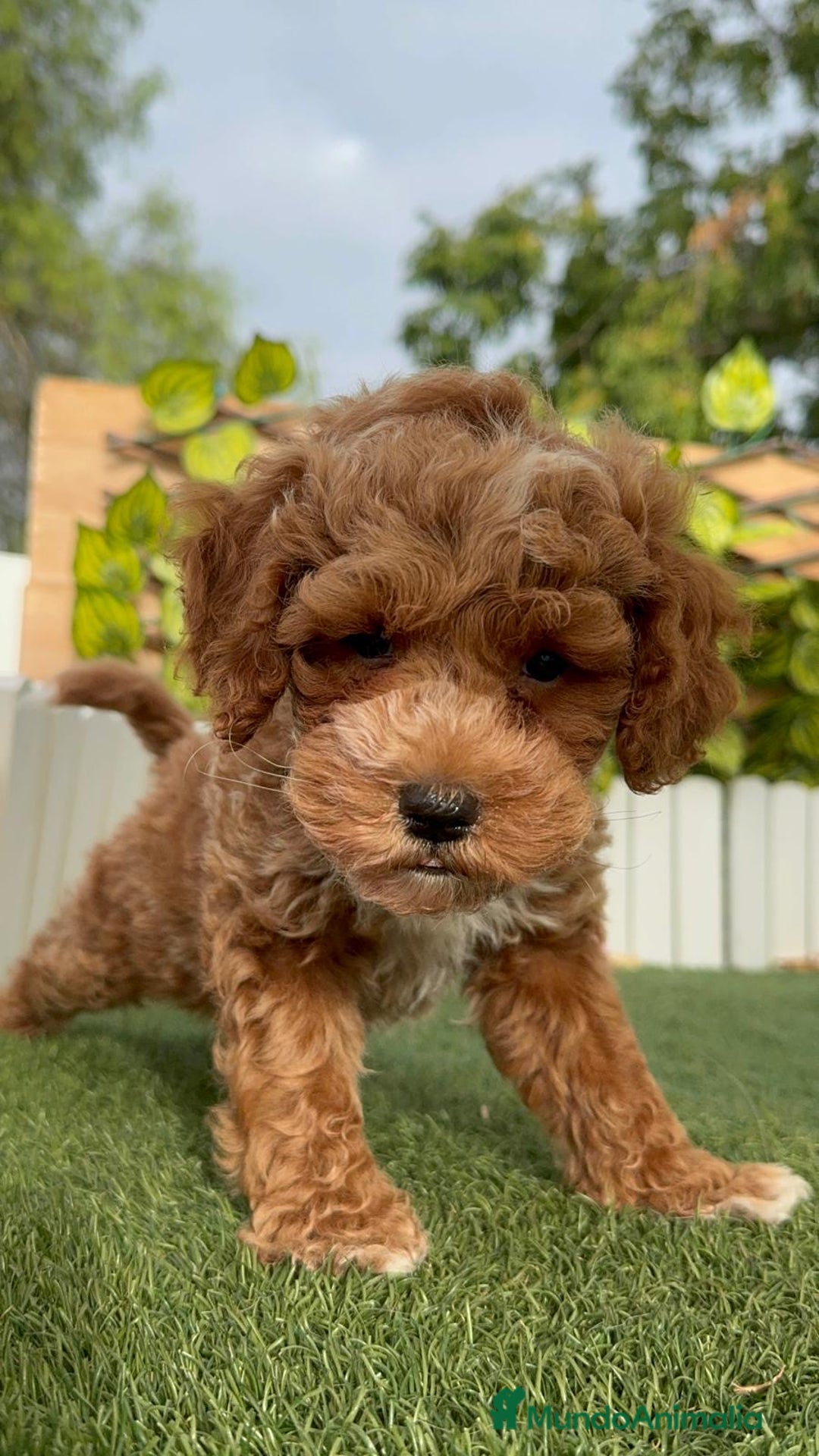 Caniche Toy perros en venta: CANICHE TOY MACHO - Imagen 10