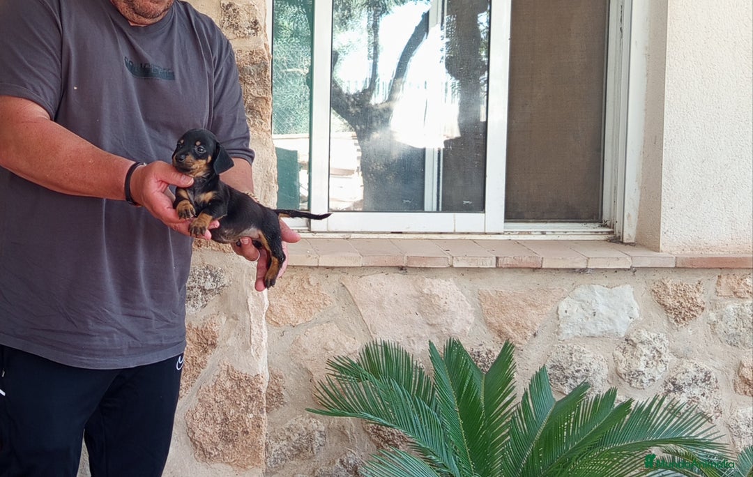 Teckel Miniatura perros en venta: Preciosos cachorritos de teckel miniatura  - Imagen 2